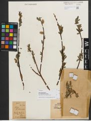 Foto von Salix phylicifolia var. sinensis Hand.-Mazz.